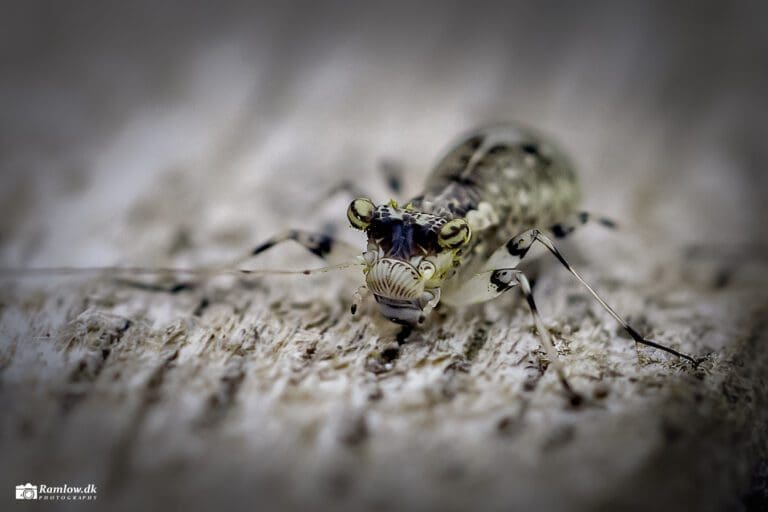 Natur – Ekstremt nærbillede af barklus (Mesopsocus fuscifrons) med antenner, facetøjne og snabel på lyst algebelagt underlag