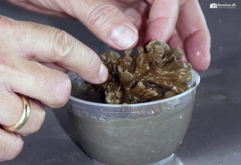 Rejseartikler – levende koralfragment plantes i kunstigt substrat ved Gayana Eco Resort på Borneo