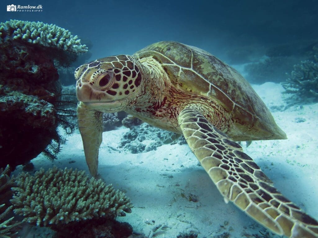 Rejseartikler - En ung, grøn havskildpadde (Chelonia mydas) svømmer roligt hen over sand og koraller ved Lady Elliot Island i Great Barrier Reef.