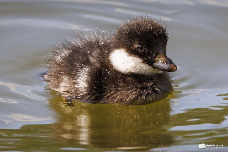 Natur – Nærbillede af hvinand ælling (Bucephala clangula) i solen på grønligt søvand