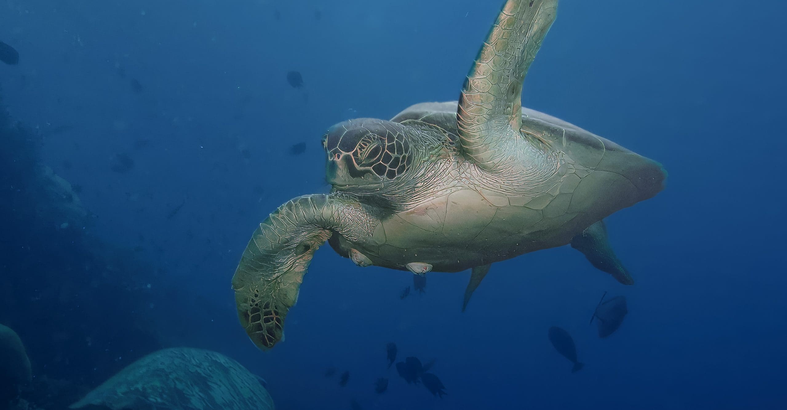 Kategori: Dykning – havskildpadde på farten i klart blåt vand