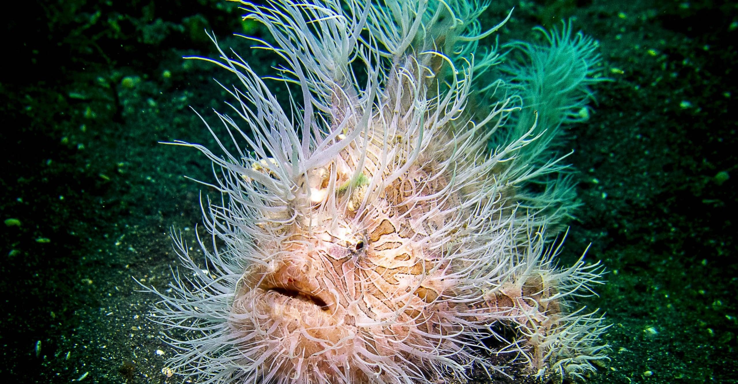 Rejseartikler – Behåret tudsefisk (Antennarius striatus) i Lembeh-strædet. Spotlight on the Hairy Frogfish